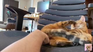 topgun meowverick: fine kitty flying around trailer