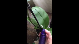 Real Orchid Gets Pounded by Fake Schlong! (w/Fake Sperm Shot!)